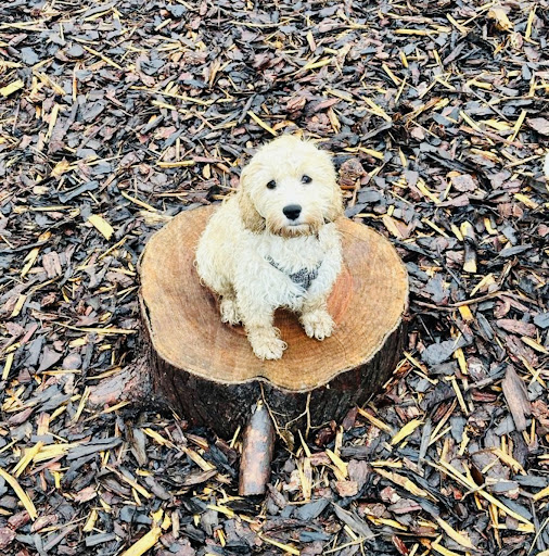 Photo from customer review