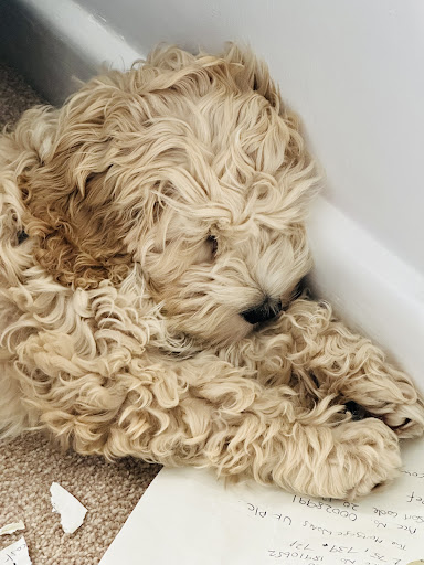 Photo from customer review