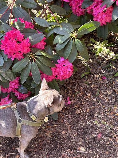 Photo from customer review